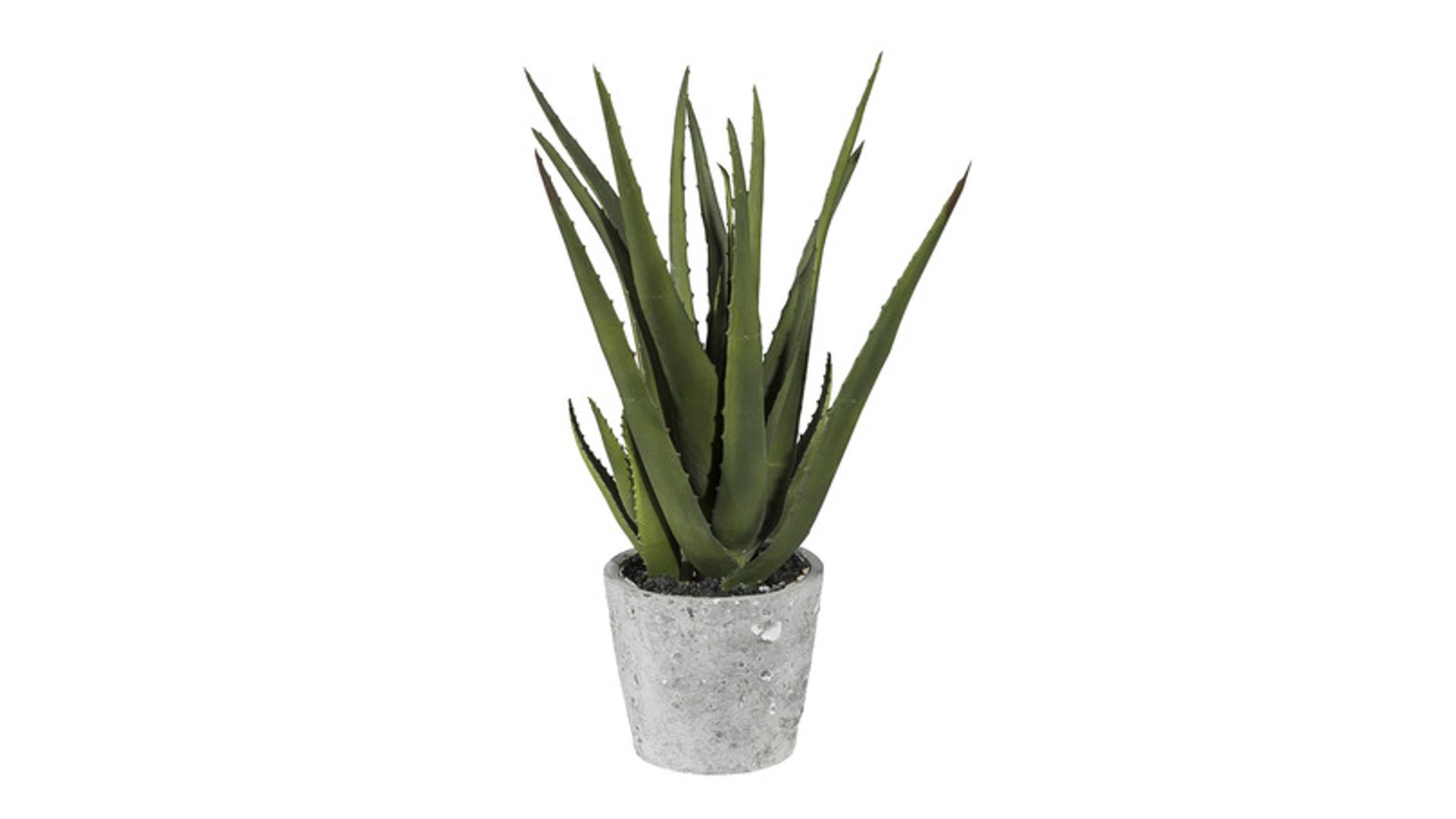 Aloe Vera Pflanze Kunstliche Grunpflanze Zementtopf Bad Homburg Bei Frankfurt