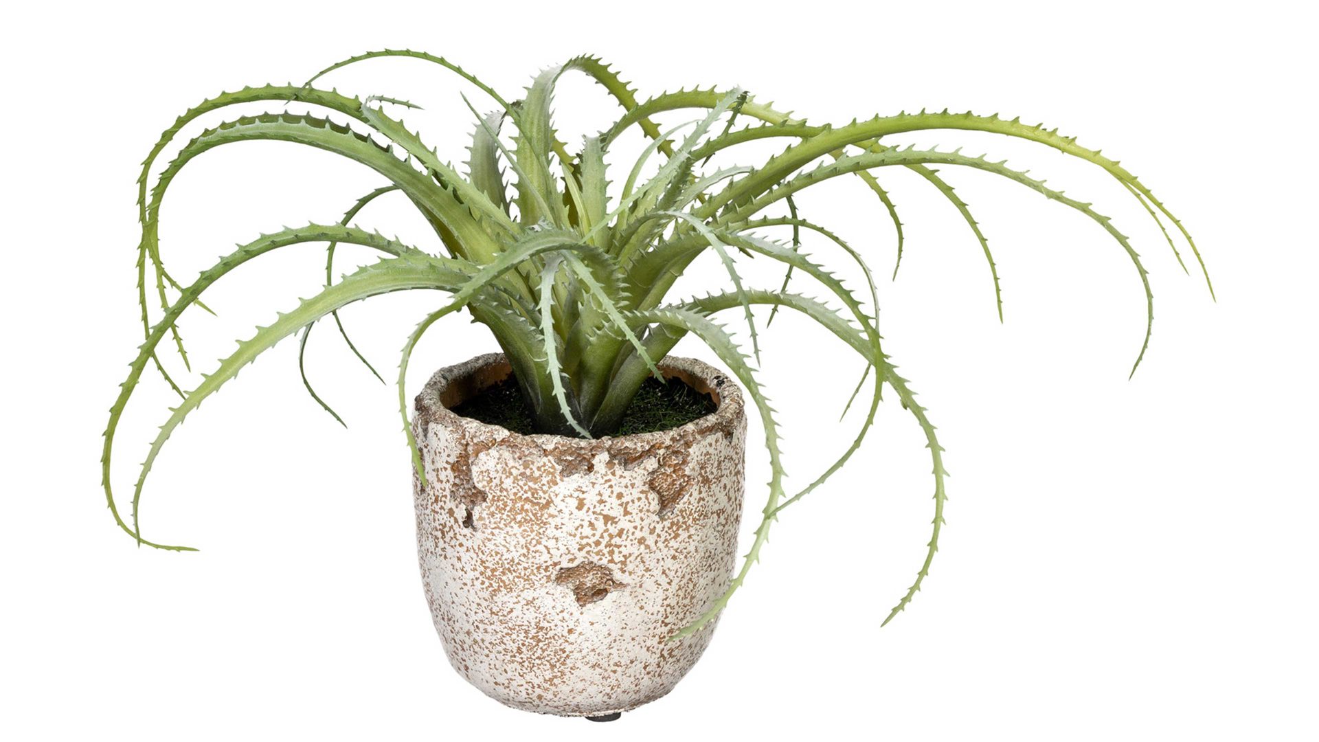 Pflanze Gasper aus Kunststoff in Grün Aloe arborescens grün-roter Kunststoff & cremebrauner Zementtopf – Höhe ca. 20 cm
