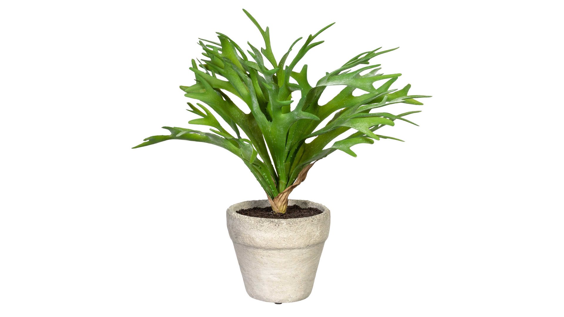Pflanze Gasper aus Kunststoff in Grün Geweihfarn grüner Kunststoff & Zementtopf – Höhe ca. 28 cm