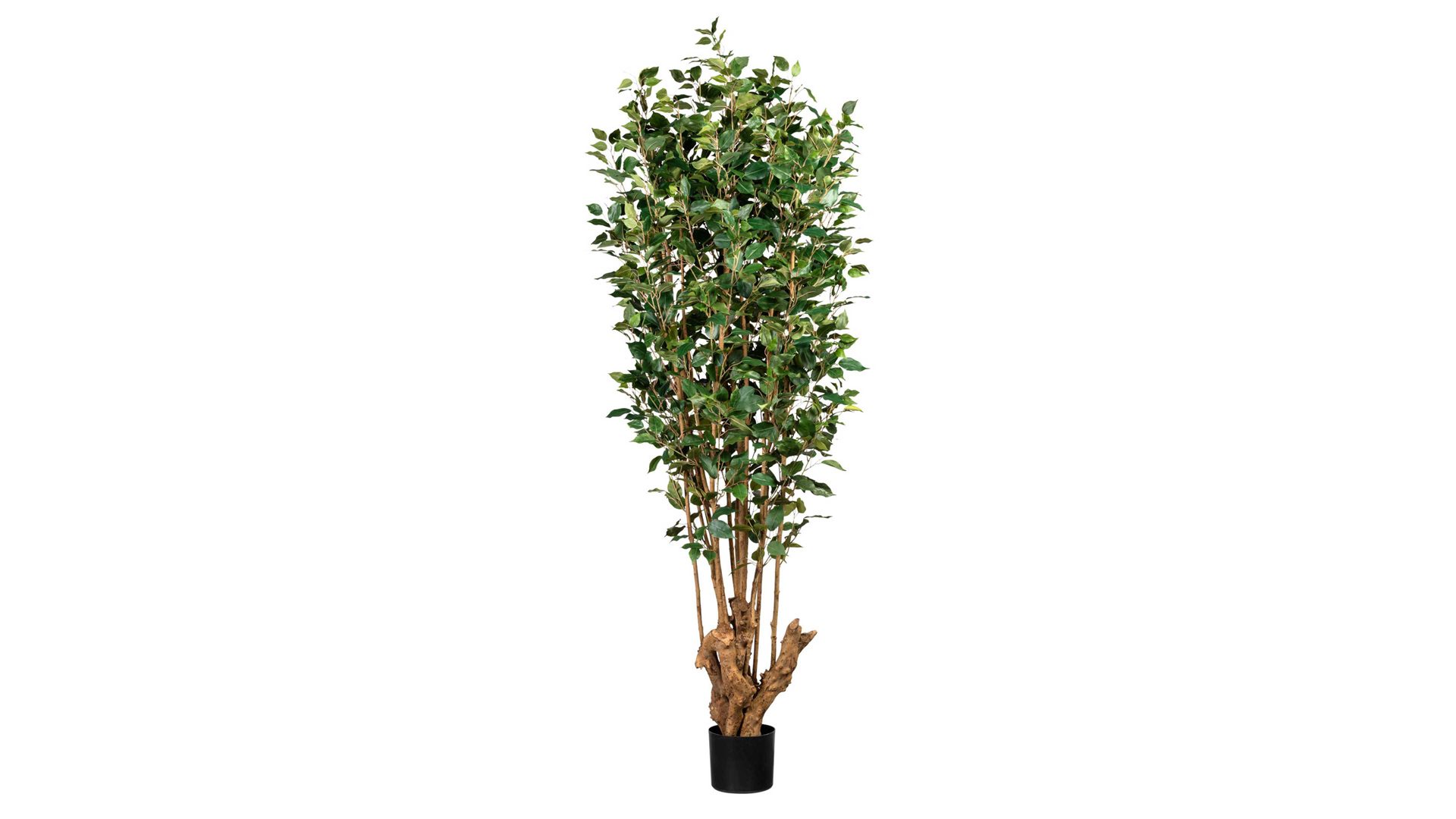 Pflanze Gasper aus Kunststoff in Grün Ficus Benjamini grüner Kunststoff & schwarzer Topf – Höhe ca. 175 cm