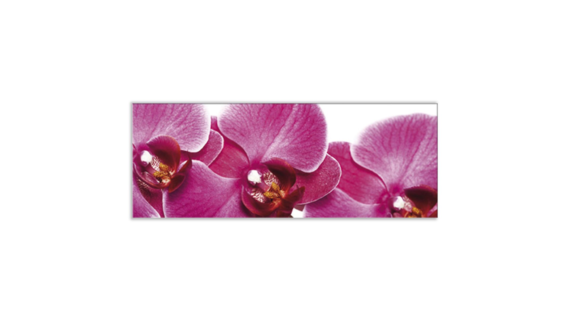 Glasbild Ars graphica aus Glas in Pink Glasbild Pink Orchidee 4 mm Floatglas mit Motiv, ca. 80 x 30 cm