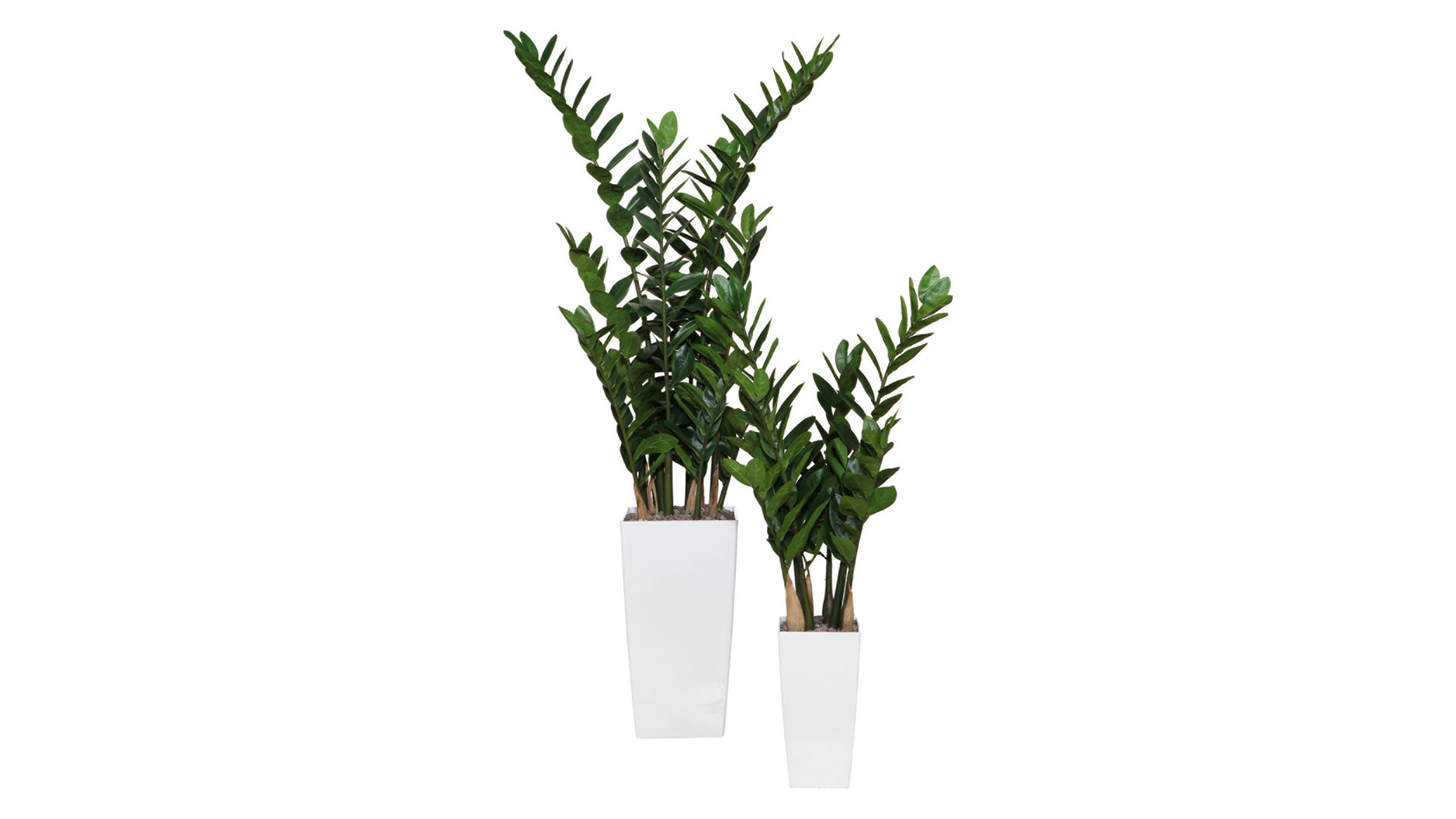 Pflanze Gasper aus Kunststoff in Grün Zamiifolia künstliche Grünpflanze - ca. 90 cm hoch