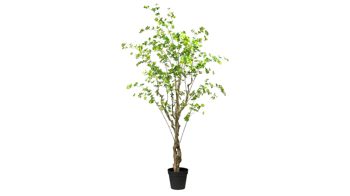 Pflanze Gasper aus Kunststoff in Grün Louisiana-Baum grüner Kunststoff & schwarzer Topf – Höhe ca. 240 cm