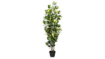 Pflanze Gasper aus Kunststoff in Grün Zitronenbaum grüner & gelber Kunststoff, schwarzer Topf – Höhe ca. 150 cm