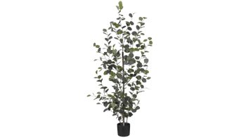 Pflanze Interliving BEST BUDDYS! aus Kunststoff in Grün Interliving BEST BUDDYS! Eukalyptusstrauch Kunststoff - Höhe ca. 150 cm